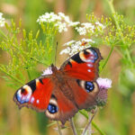 peacock-butterfly