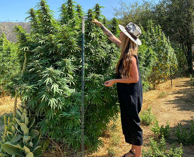 Jackie Bryant Cannabis plant