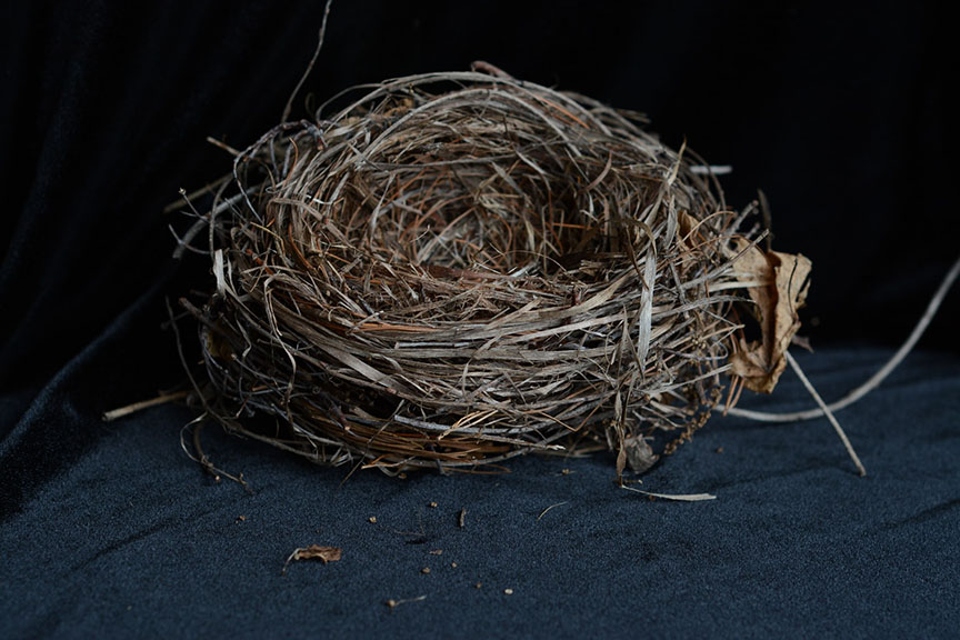 empty nest by the-dark-queen jumbleandflow