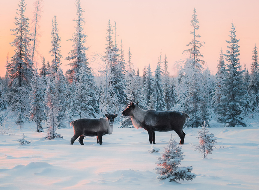 Reindeer-by-Yura-forrat