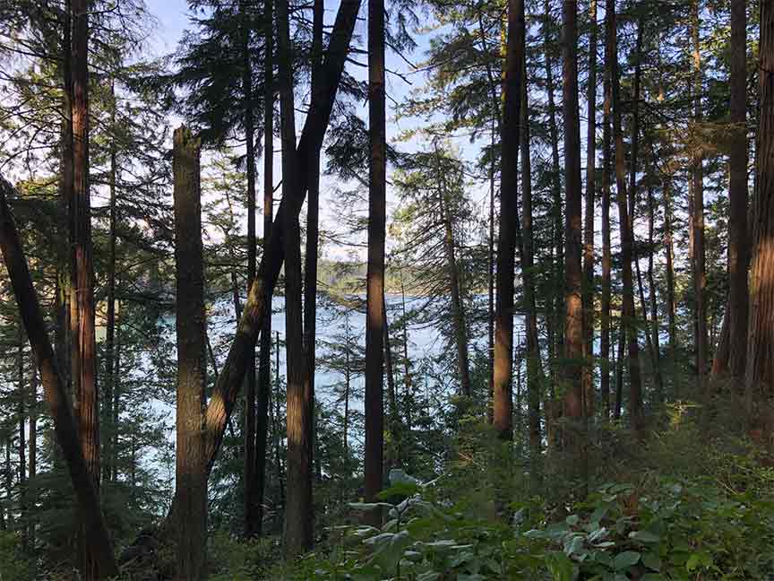 A stand of tall, straight, towering pine trees in a forest in Washington state