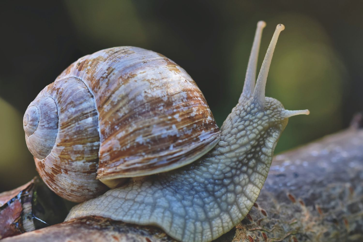 Live snail