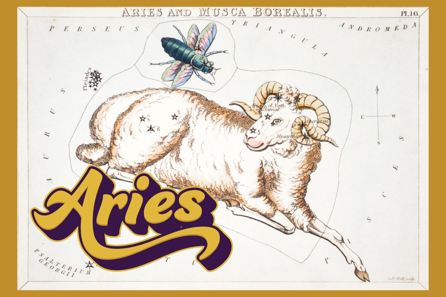 Aries ram illustration