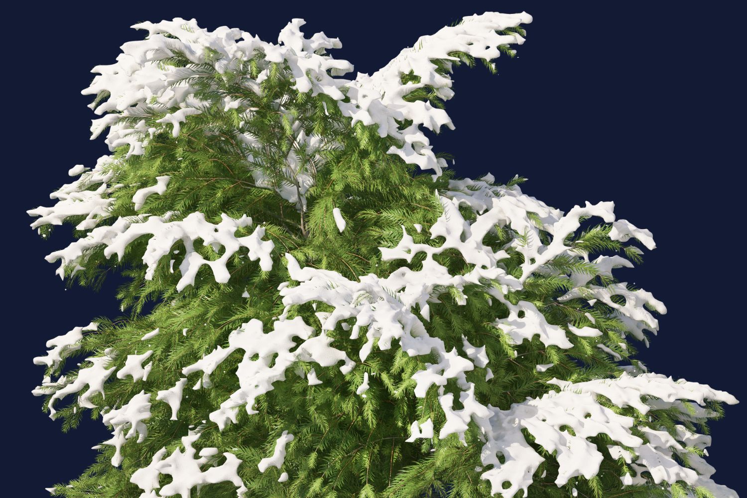 snowy evergreen branches