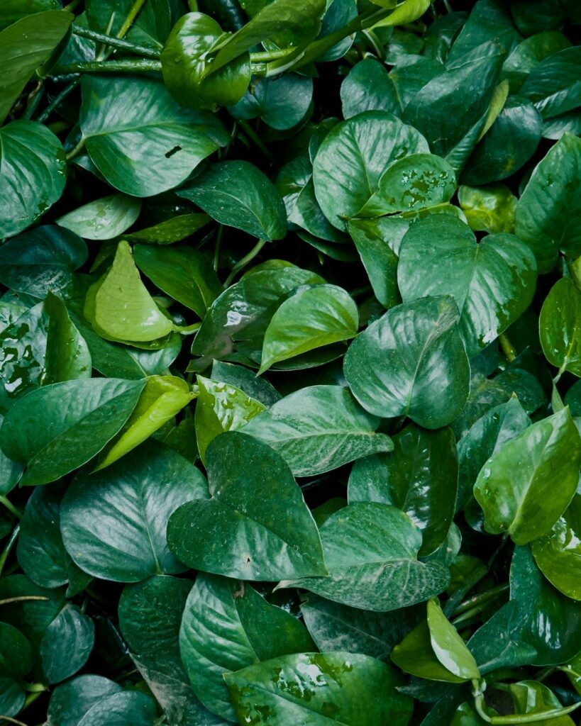 Vibrant green Pothos plant