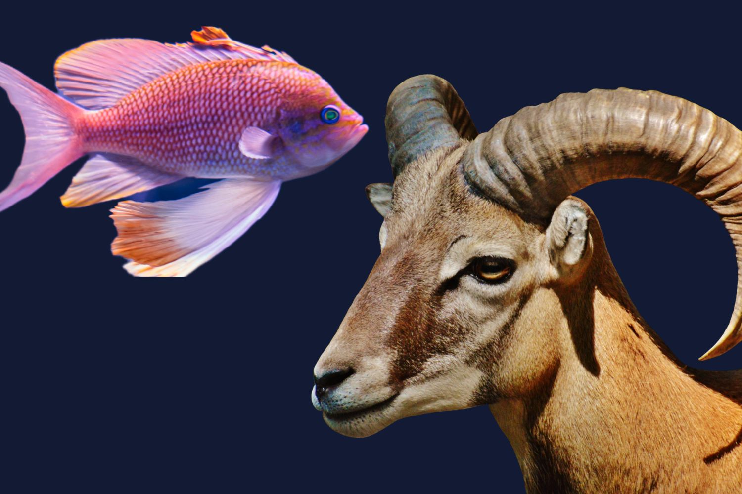 a photo of a fish (Pisces) and an Aries (ram)