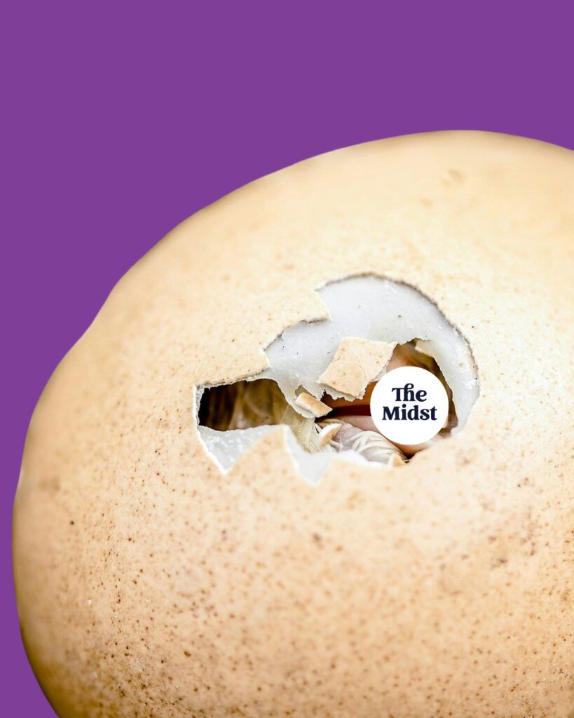 a photo of a baby chick about to hatch out of an eggshell