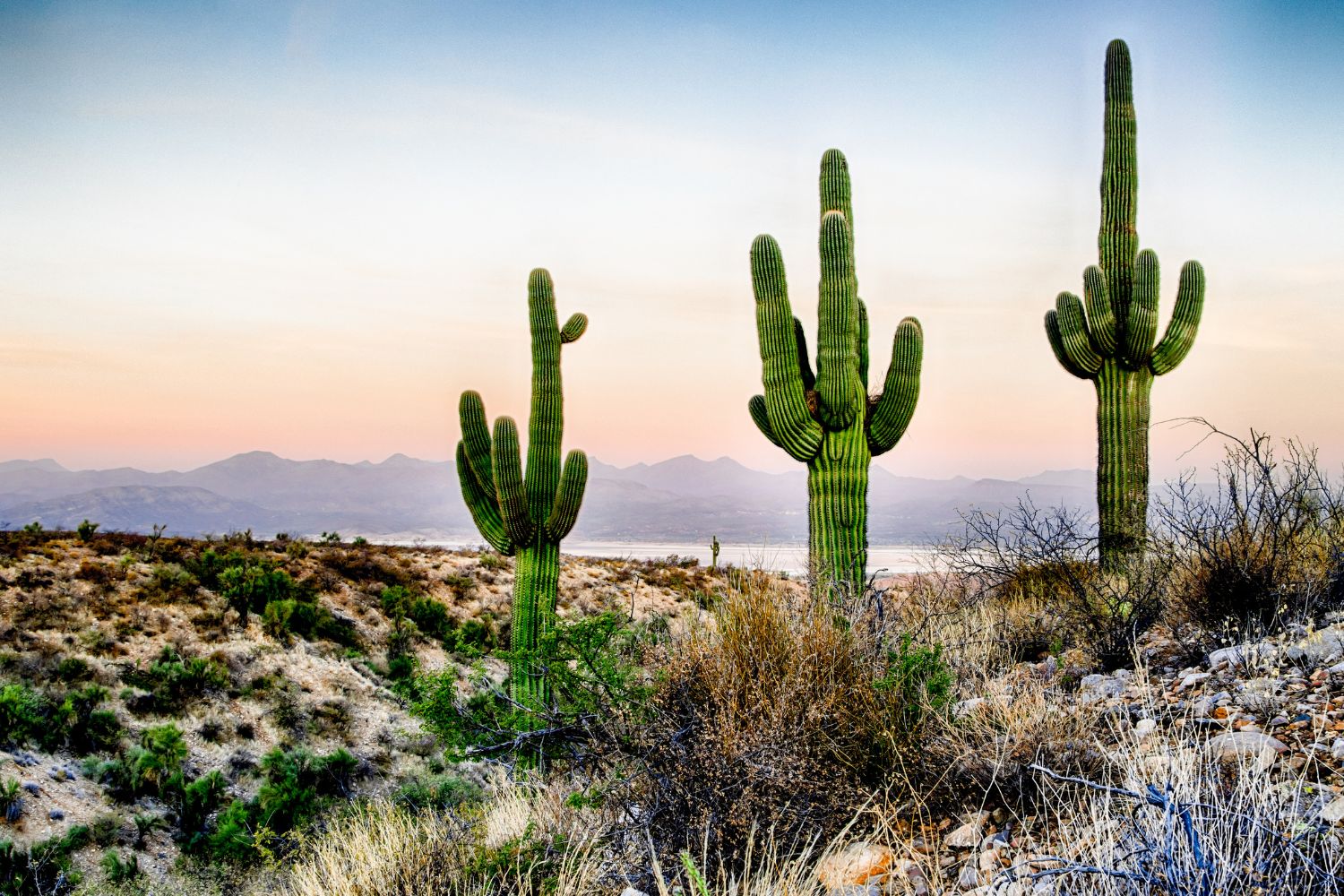 Desert saguaro cacti