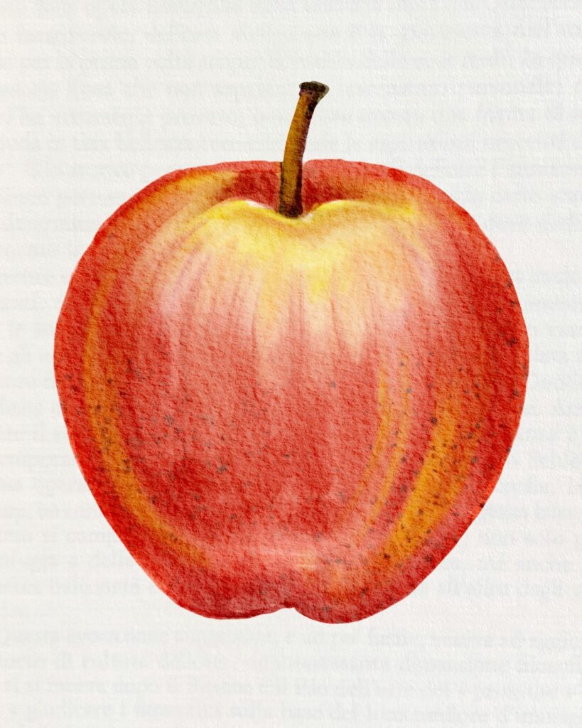 illustration of a red apple