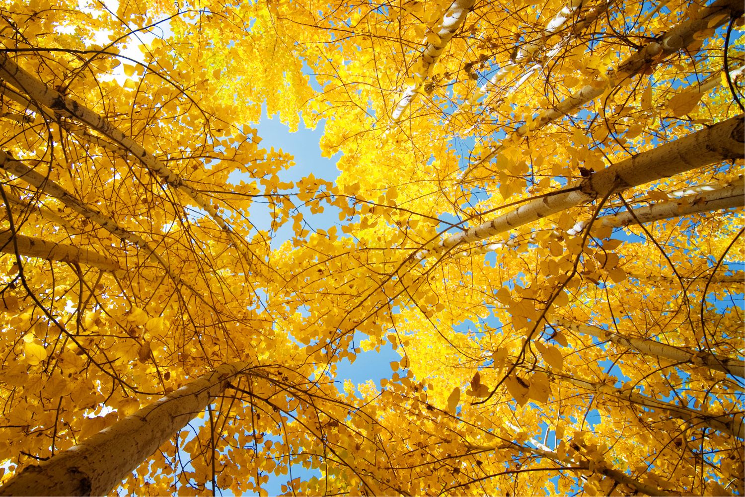 Yellow fall tree leaves
