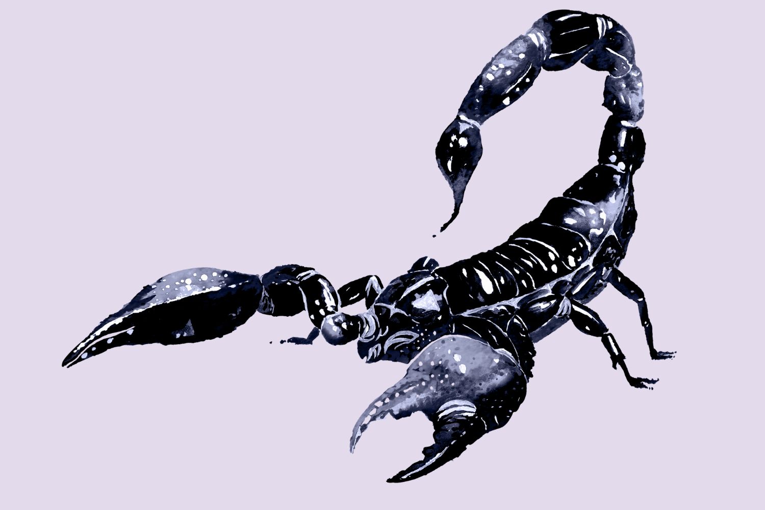 Scorpio illustration